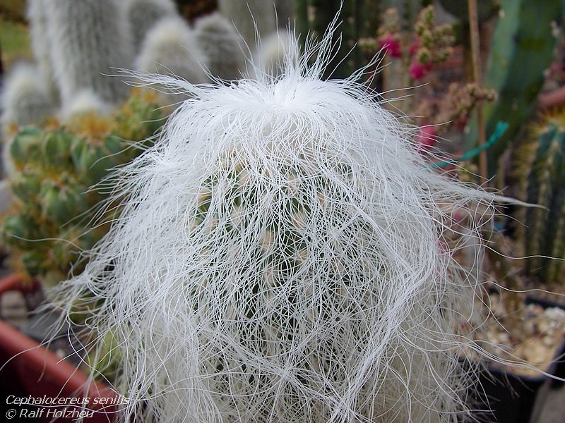 کاکتوس سفالو سرئوس سنیلیس